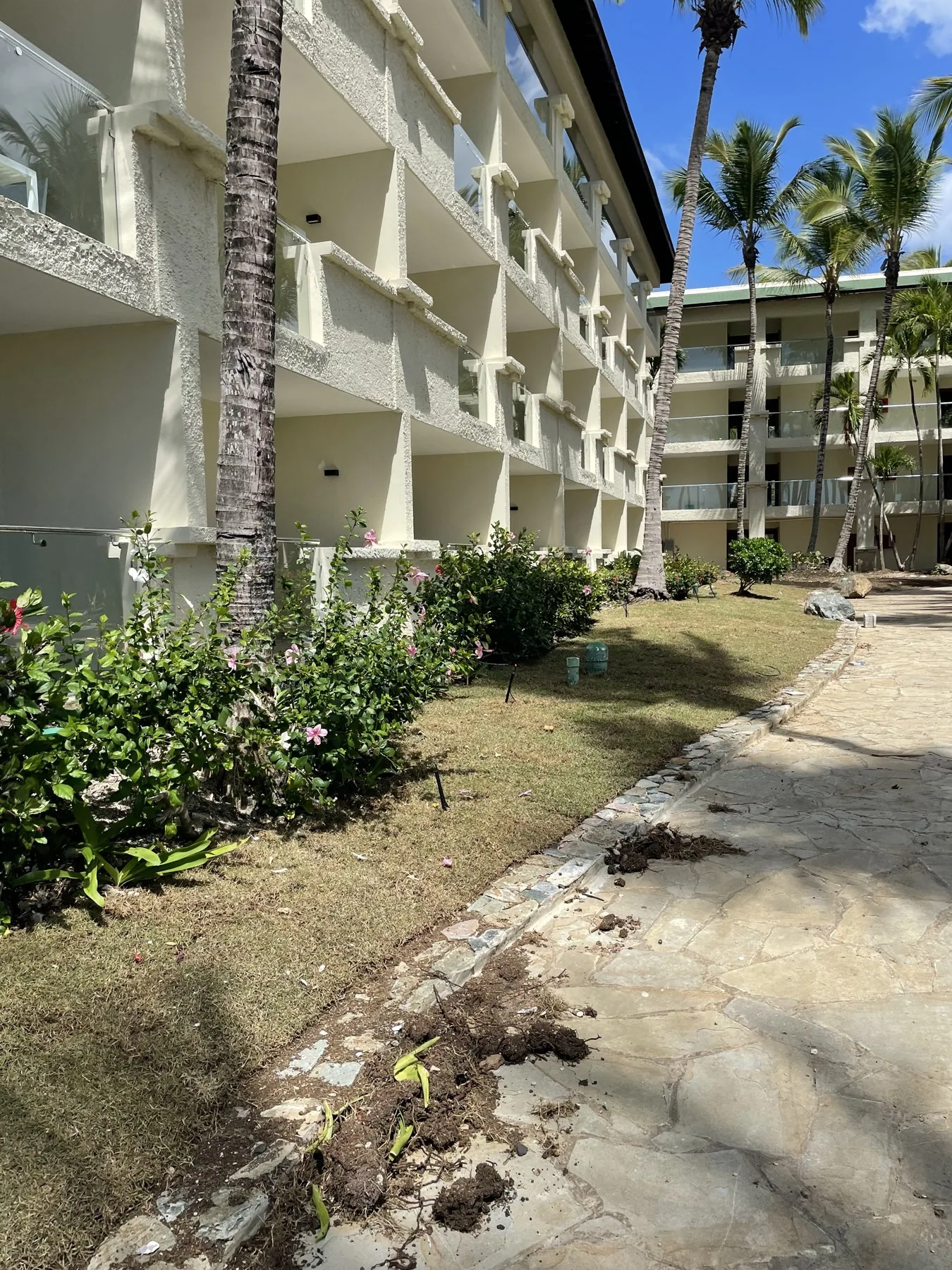 Coral Costa Caribe