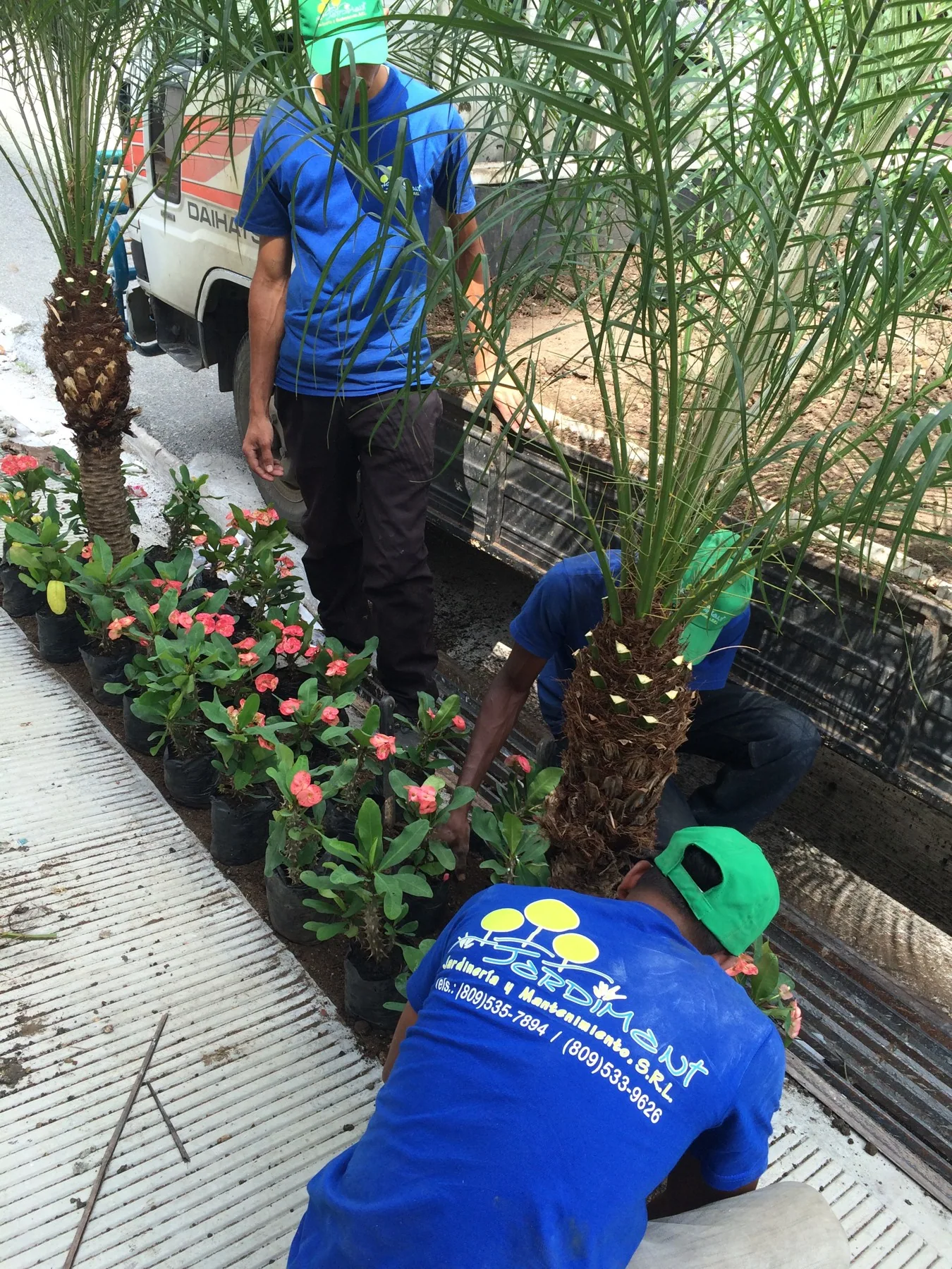 Trabajo de jardinería entre plantas ornamentales