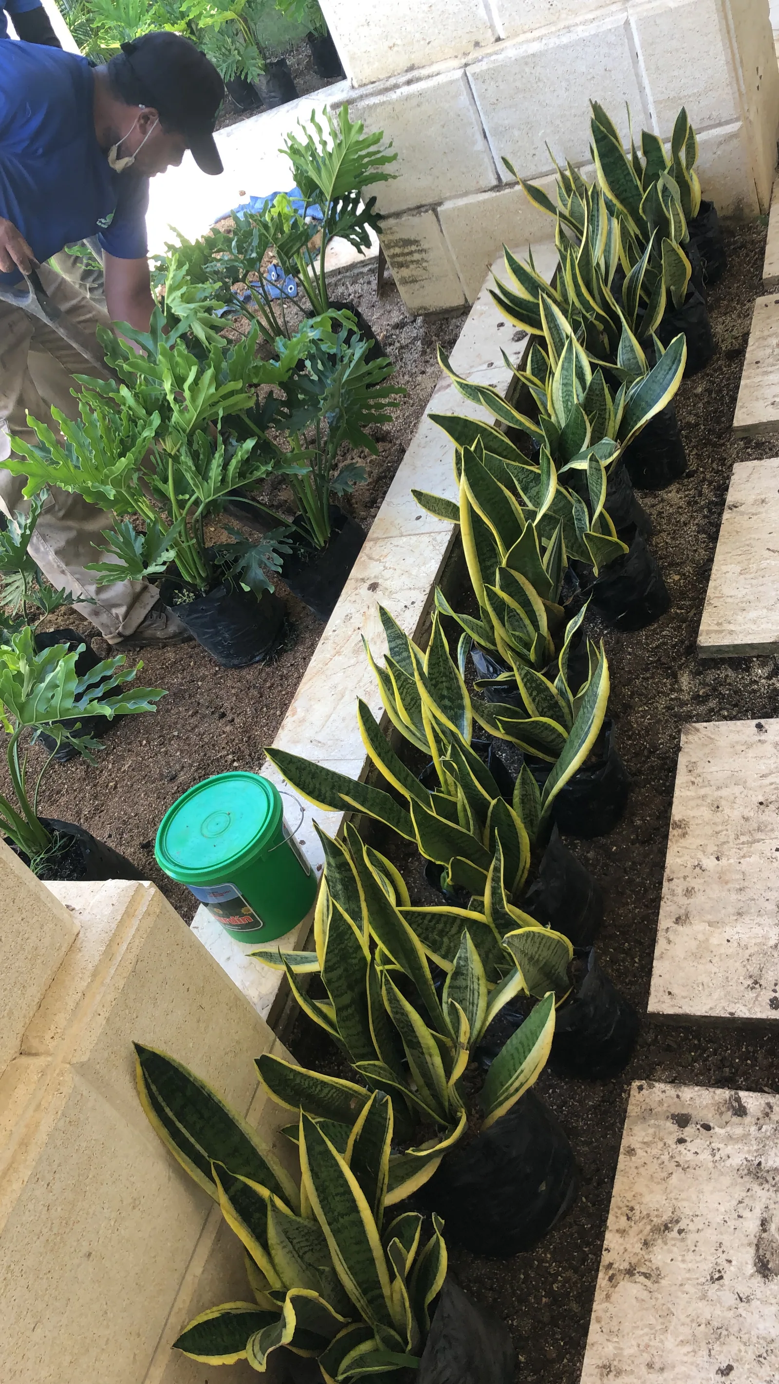 Trabajo de jardinería de Jardimant en un área de plantas ornamentales