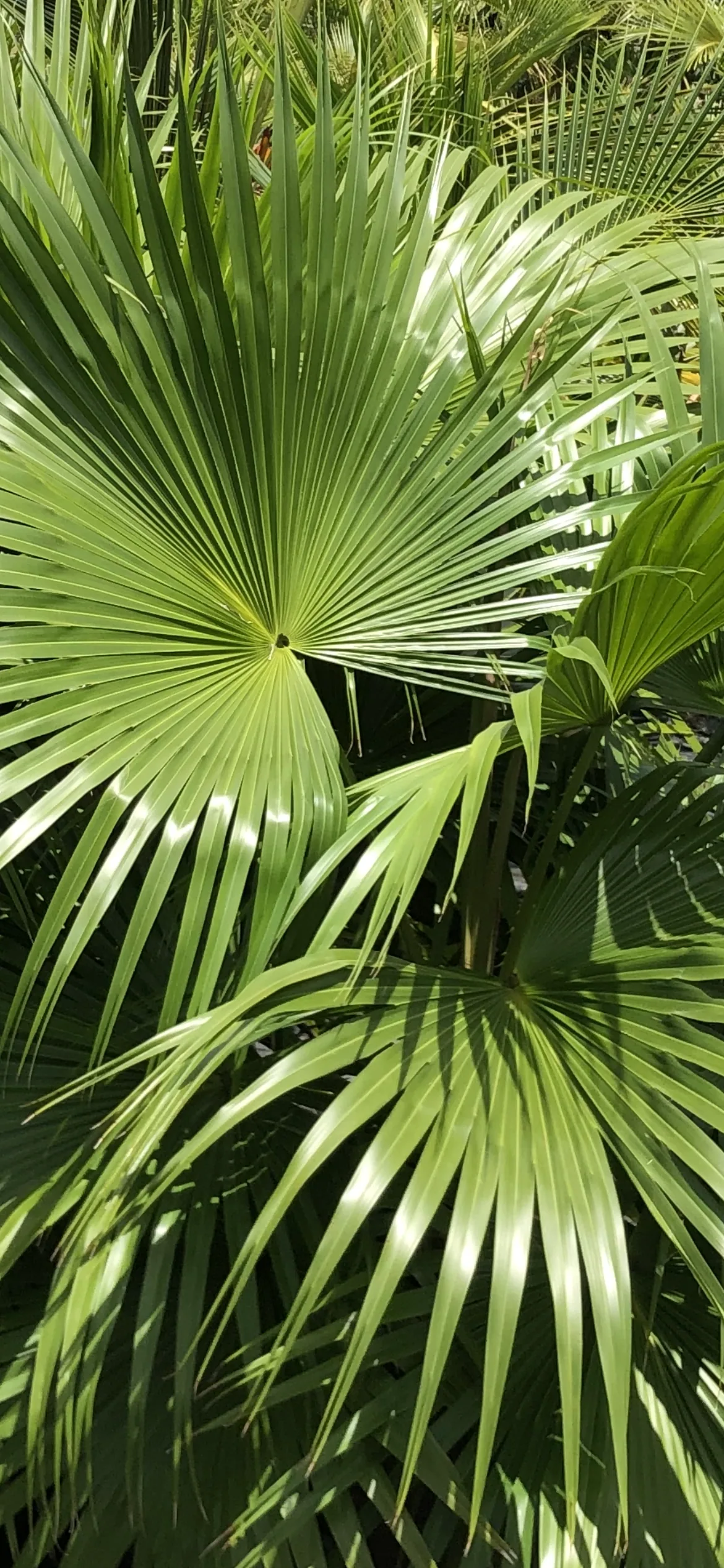 Palmas de abanico en el vivero de Jardimant