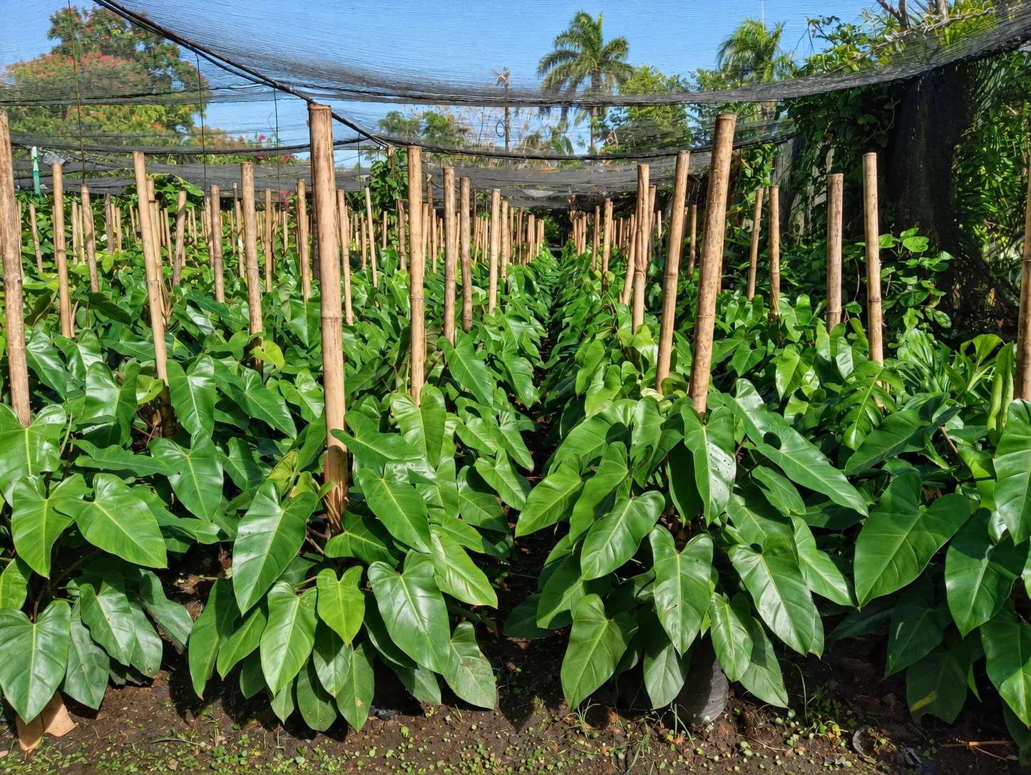 Vista completa del vivero de Jardimant, con plantas de hojas verdes y soportes de bambú