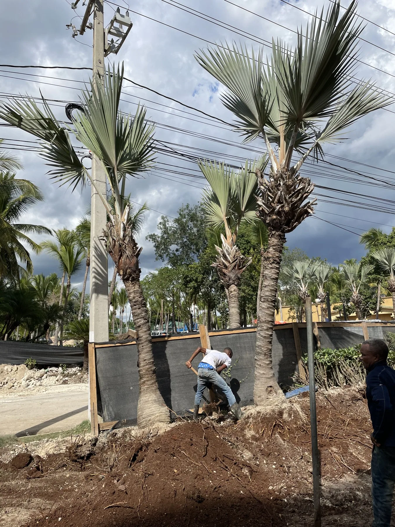 Coral Costa Caribe · Fotografía 6