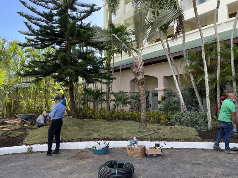 Renovación de áreas verdes con colocación de grama